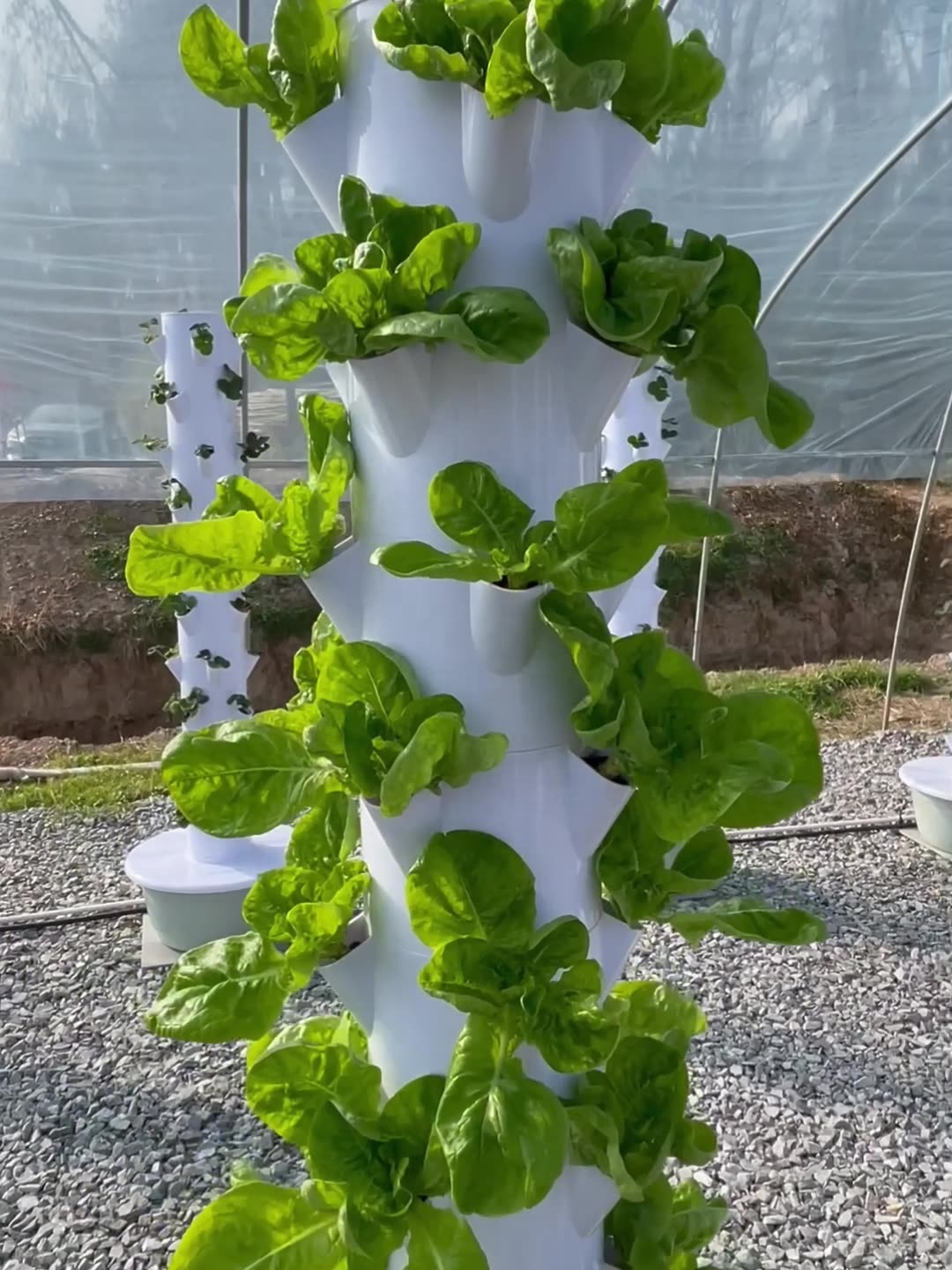 2024 Smart Low Cost Greenhouse - Smart Garden Greenhouse ulasan dan harga