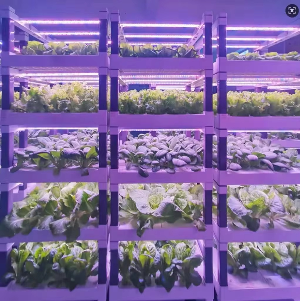 Hydroponic Grow System Greenho - Smart Garden In Home ulasan dan harga